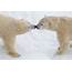 Canadian Polar Bear Habitat  Zoos In Canada