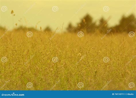 Scene Of The Sunny Summer High Grass Straws In The Countryside Stock