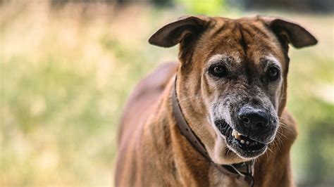 ¿cómo Afecta La Rabia A Los Perros Clínica Argos