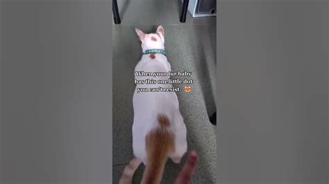 That One Lil Dot Your Pet Has That You Cant Resist 😍😍😍 Youtube