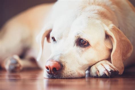 The Science Behind Depression In Dogs Can Cannabidiol Help﻿ Cannpal