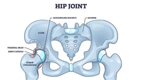 Hip Joint Anatomy Exercises For Injuries