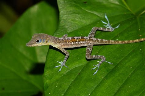 All About Blue Animals Anole Annals