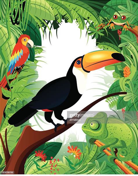 Tropical Rainforest And Toucan High Res Vector Graphic Getty Images