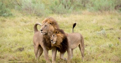 Groups of lions living together are called prides. Lionesses grow manes and start acting like lions