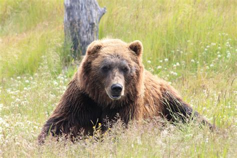 Wallpaper Id 226895 A Brown Bear Laying In A Grassy Field Of Flowers
