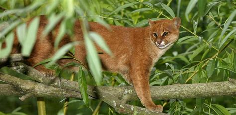21 Incredible Animals That Live in the Amazon Rainforest - Penelope Tours