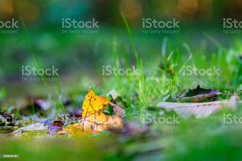 Autumn Background Yellow Leaves Green Grass Blurred Background Stock