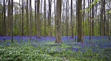 Bluebells In Halles Forest Belgium 1920x1200 By