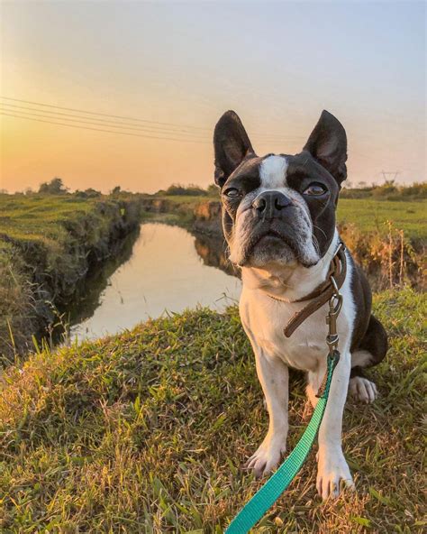 15 Amazing Facts About Boston Terriers You Probably Never Knew Page 3