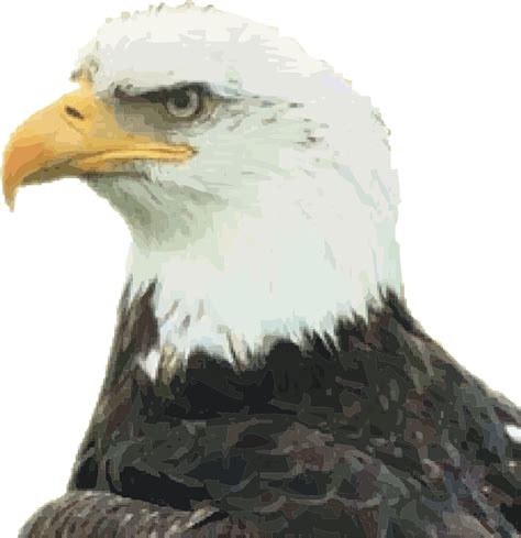 Bald Eagle Head Transparent