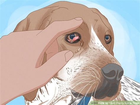 8 Simple Ways To Treat Cherry Eye In Dogs Wikihow