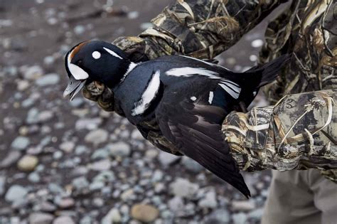 Waterfowl Hunting Cold Bay Drake Harlequin 61 Four Flyways Outfitters