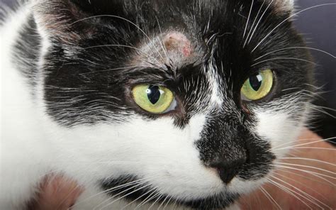 It can however become a long. Arthur the cat developed a red bald patch above his eye
