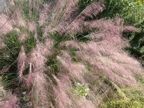 Gulf Muhly Is A Great Perennial Texas Grass With Showy Plumes Organic