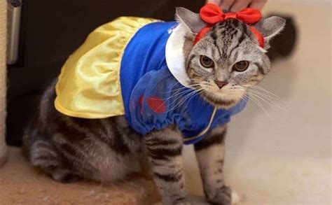 30 Cat Costumes That Are Too Cute Costume Wall