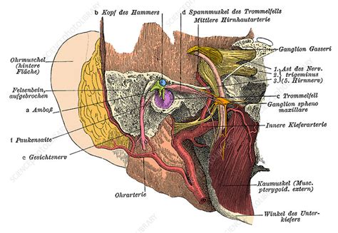 Eardrum Stock Image C0123583 Science Photo Library