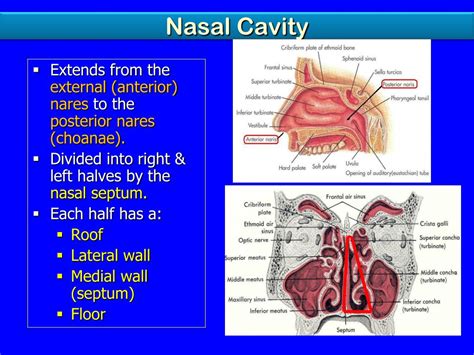 Ppt Nose Nasal Cavity Paranasal Sinuses And Pharynx Powerpoint
