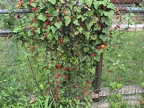 Climbing plants such as clematis, wisteria, passion flowers & ivy are perfect for brightening up any garden. FLOWERING CLIMBING VINES IN TEXAS, CLIMBING VINES TEXAS IN ...