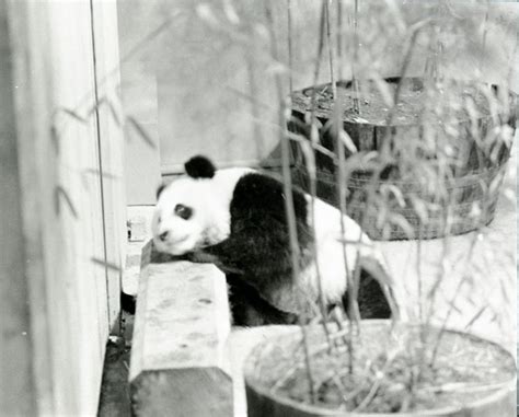 Panda Rama Smithsonian Institution Archives