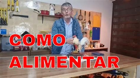 Como Alimentar Gallos Finos Anotomia De Gallinas Finas Criadero Turco Youtube