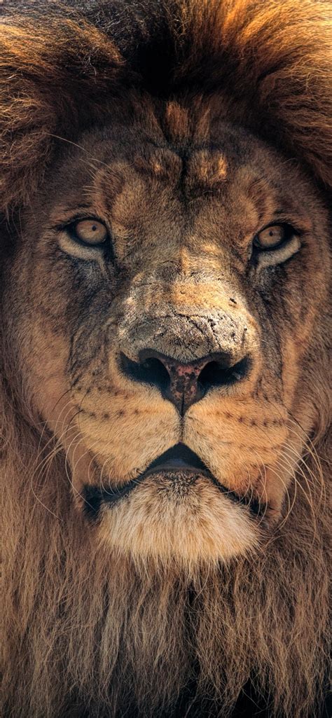 1242x2688 4k Lion Hd Iphone Xs Max Hd 4k Wallpapers Images