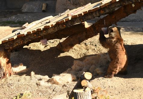 Denver Zoo Debuts New Grizzly Bear Habitat