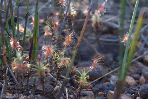 Drosera Scorpioides Species Profile Fierce Flora