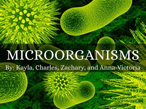 Microorganisms By Kayla Hughes