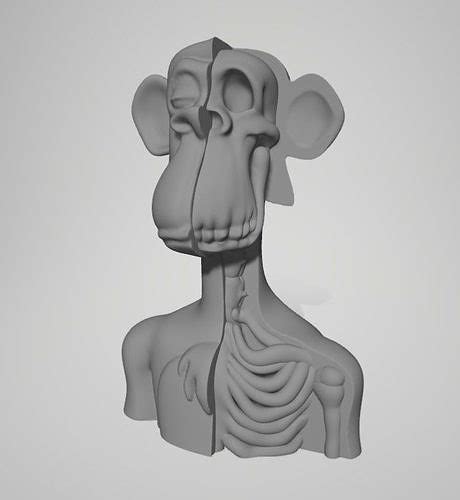 Bored Ape Bust Anatomy 3d Model 3d Printable Cgtrader