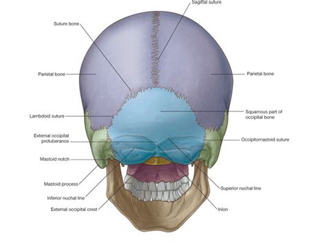 Occipital Bone Markings