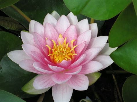 When done, you will truly understand the concept of the wow factor. Nymphaea Hollandia (gevuld bloemige roze waterlelie) per 4 ...
