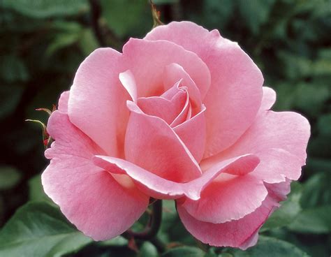 Queen Elizabeth Star® Roses And Plants