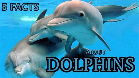 Fun Facts About Bottlenose Dolphins For Kids Fun Guest