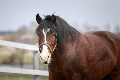 Spring Feeding Tips For Overweight Horses Presented By Kentucky