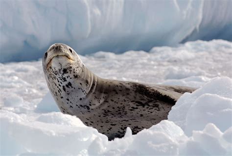 Leopard Seals Grace And Prowess In Antarctica