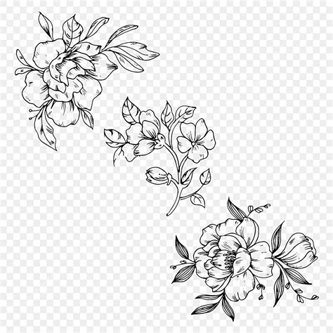 Beautiful Hand Drawn Black And White Floral Illustration Png Element