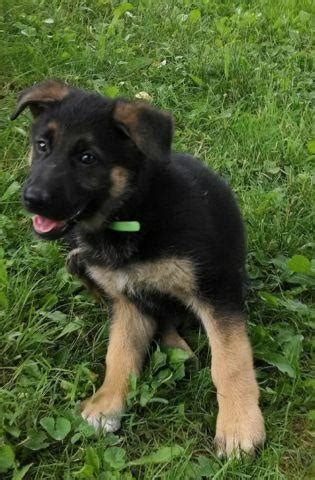 Akc registered puppies are expected for next november. AKC German Shepherd Puppies - 15 weeks old for Sale in ...