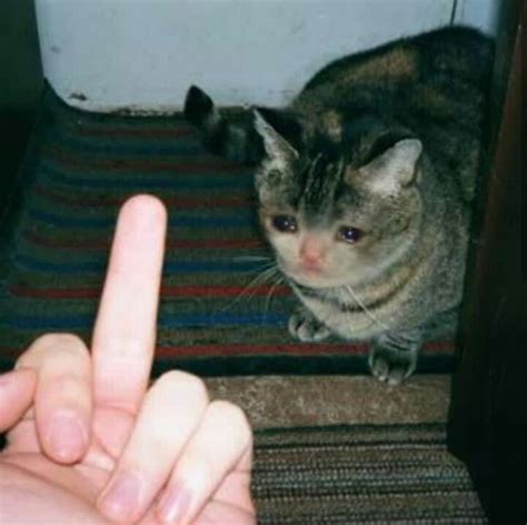 Cursed Cat Images Dump Dank Memes Amino