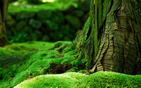 Green Moss Plant Close Up Wallpaper Preview