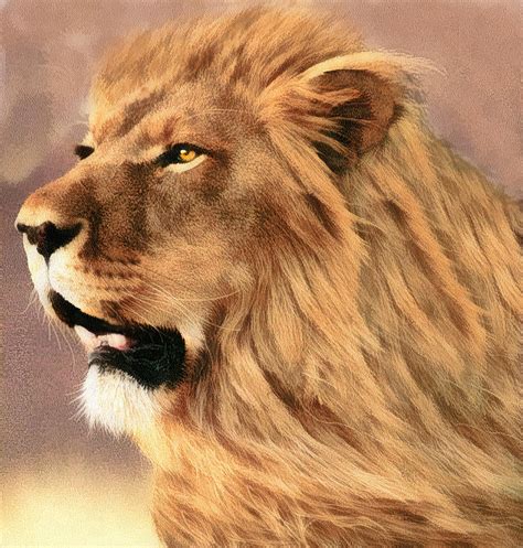 Male African Lion Digital Art By Walter Colvin Pixels