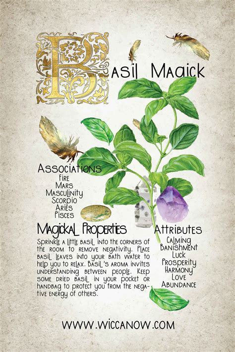 The Alluring Magickal Properties Of Basil Magic Herbs Herbal Witch