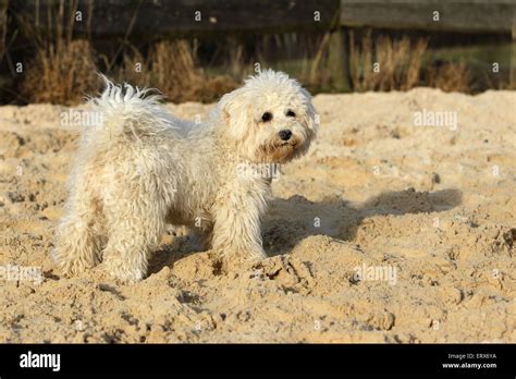 Bichon Tenerife Banque De Photographies Et Dimages à Haute Résolution