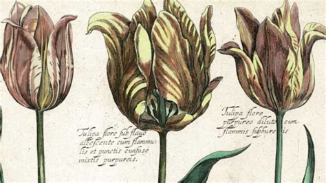 History Of The Tulip From Turkish Love Affair To Dutch Tulipmania