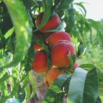 TexKing Peach Tree Bob Wells Nursery U S Shipping