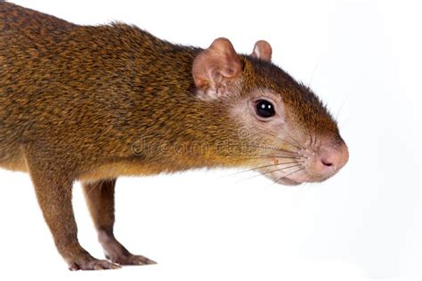 Central American Agouti On White Stock Photo Image Of Close Knockout