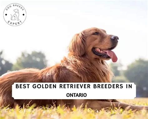 The 10 Best Golden Retriever Breeders In Ontario 2024