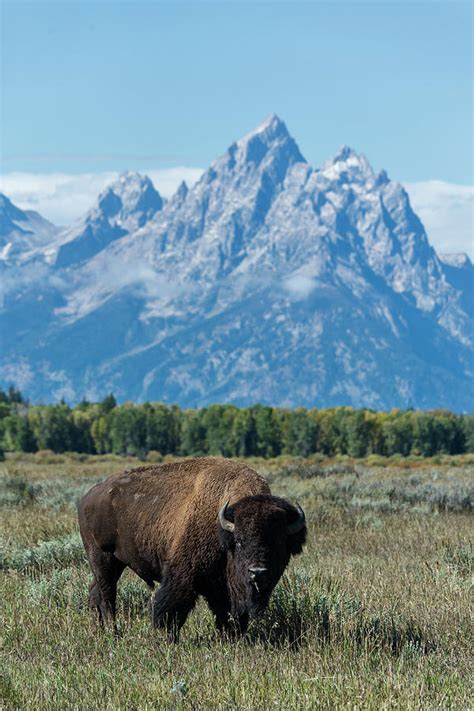 Bison In Grand Teton National Park By Mark Newman