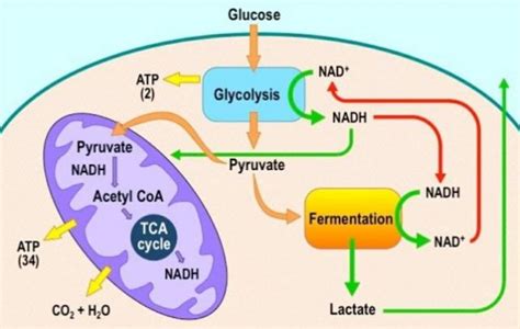 12 Difference Between Aerobic Respiration And Anaerobic Respiration