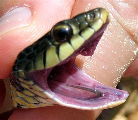 In the eighteenth to twentieth centuries, they were tied just below the knee. The Garter Snake, the Rough-Skin Newt, and the Caddisfly ...